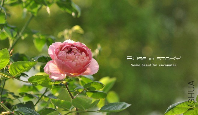 garden mother day29.jpg