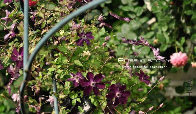 garden mother day30.jpg