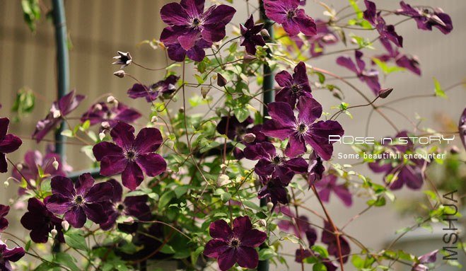 garden mother day31.jpg