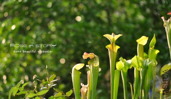 garden mother day32.jpg