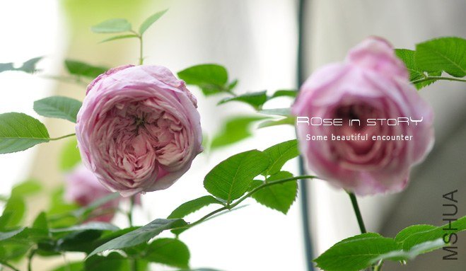 garden mother day33.jpg