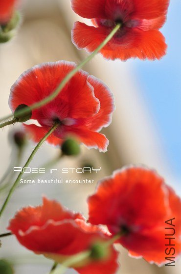 garden mother day34.jpg