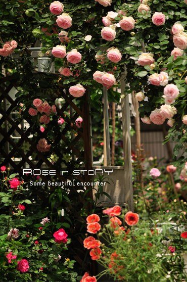garden mother day35.jpg