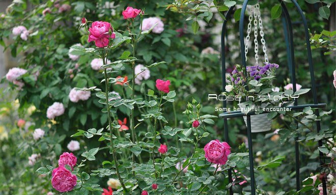 garden mother day36.jpg