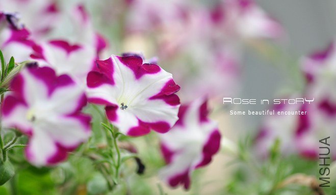 garden mother day37.jpg
