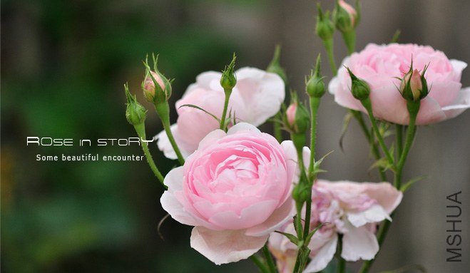 garden mother day38.jpg