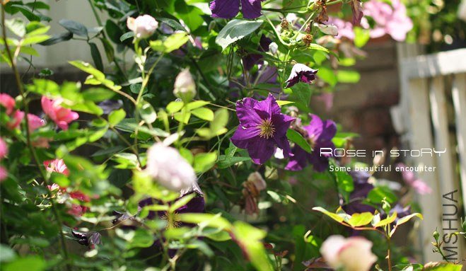 garden mother day40.jpg