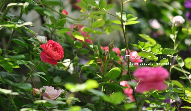 garden mother day41.jpg