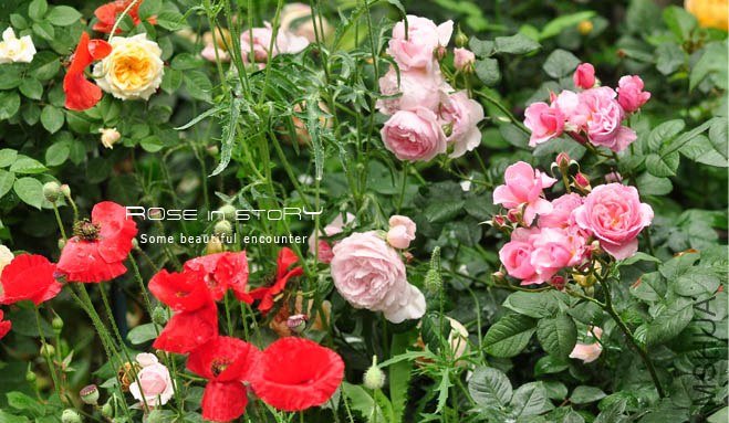 gardennew.jpg