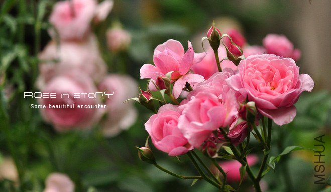 gardennew1.jpg