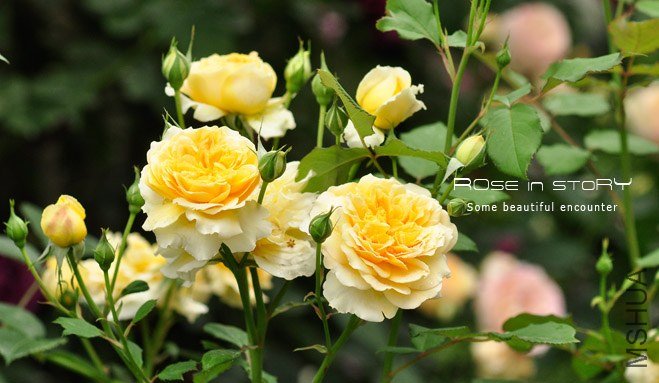 gardennew2.jpg