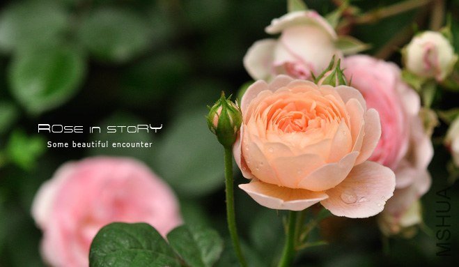 gardennew3.jpg