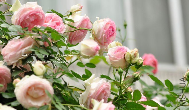 gardennew4.jpg