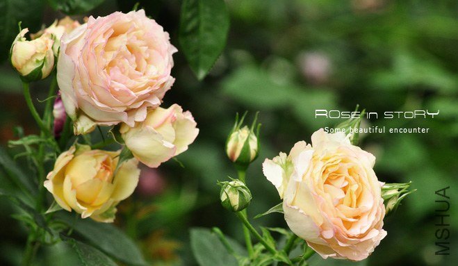 gardennew5.jpg