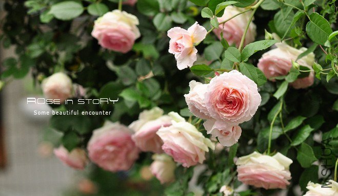 gardennew6.jpg