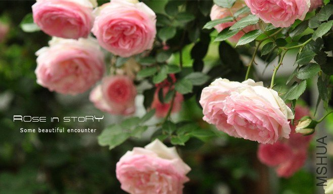 gardennew7.jpg