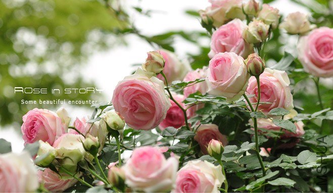 gardennew8.jpg