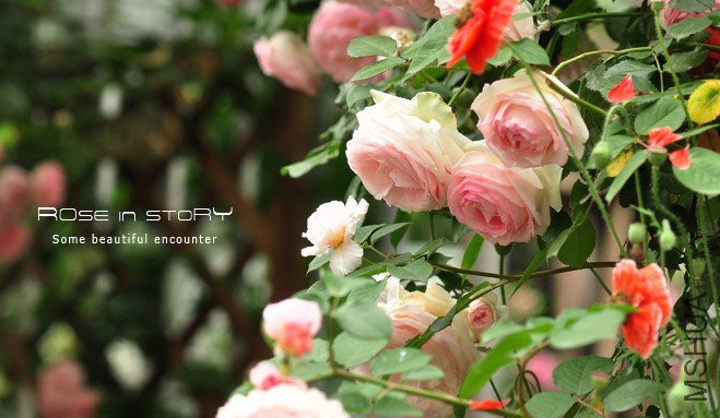 gardennew9.jpg