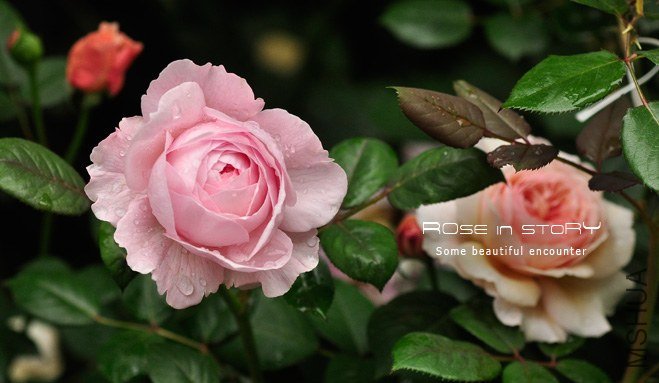 gardennew10.jpg