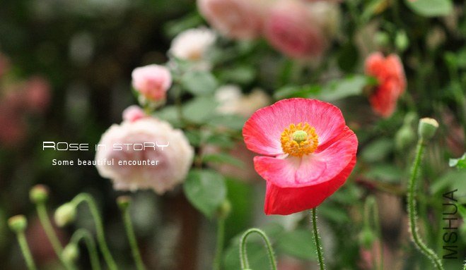 gardennew11.jpg