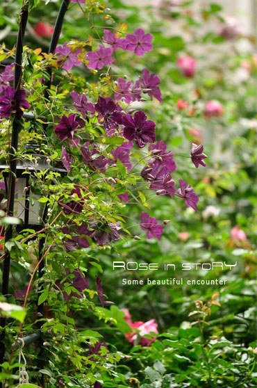 gardennew12.jpg