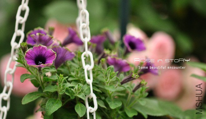 gardennew14.jpg