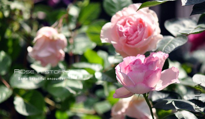 gardennew15.jpg