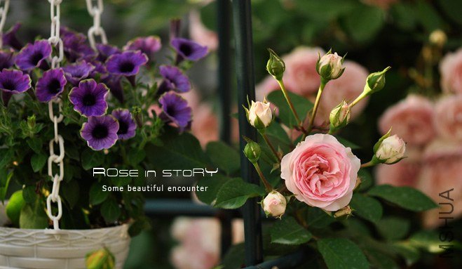 gardennew16.jpg