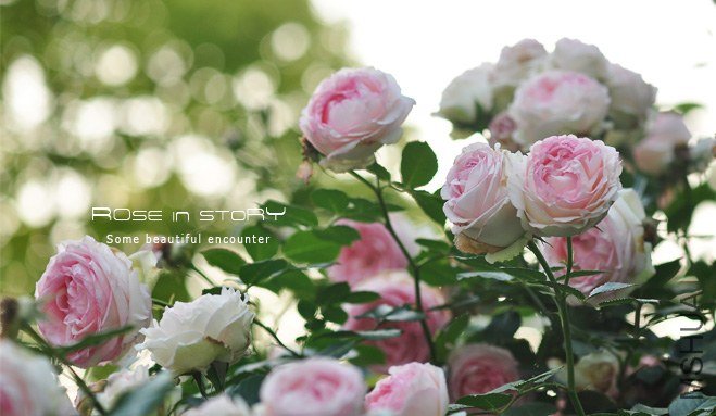 gardennew18.jpg