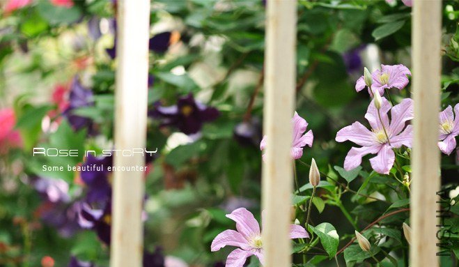 gardennew19.jpg
