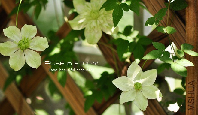 gardennew20.jpg