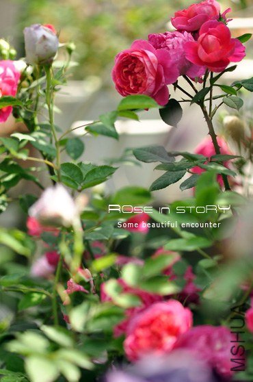 gardennew23.jpg