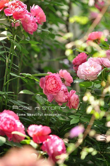 gardennew24.jpg