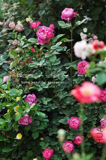 gardennew25.jpg