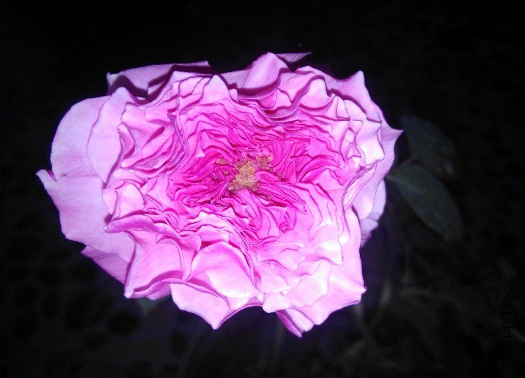 DSC_0042.JPG