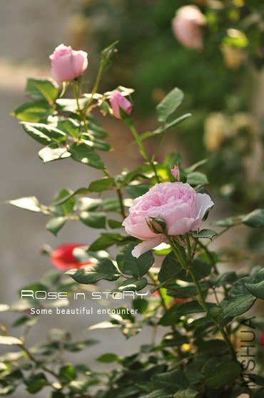 Gartentrume��԰��5.jpg
