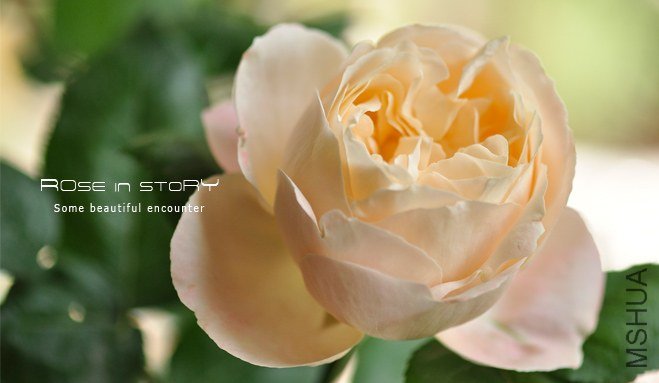 ���ץꥳ�åȥե���ǩ`�������ɫ�۵�4.jpg