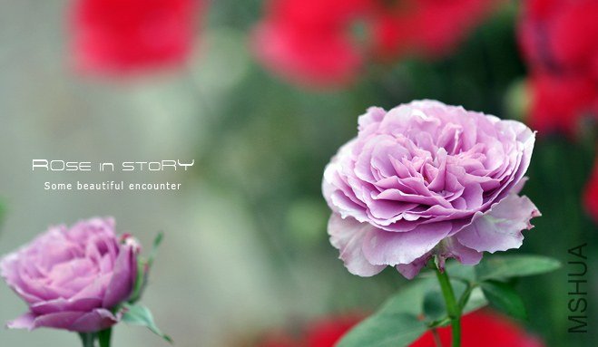 Lavender Ice-޹�²ݱ�.jpg
