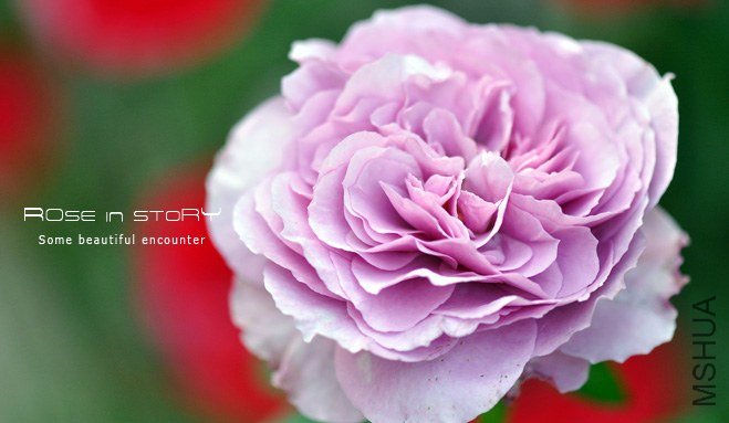 Lavender Ice-޹�²ݱ�1.jpg