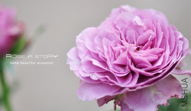 Lavender Ice-޹�²ݱ�2.jpg