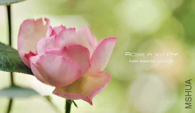 aromatischen Hypnose �������1.jpg