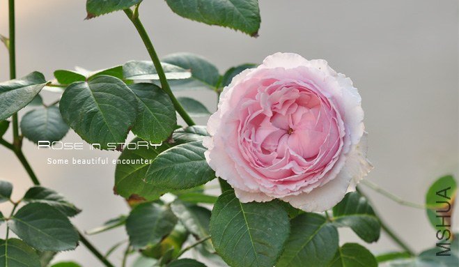 ���륬��ƥ��`�� ��ܽ ����ŵ����4.jpg