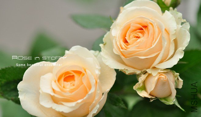 Avalanche Peach����ѩɽ.jpg