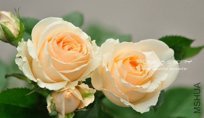 Avalanche Peach����ѩɽ1.jpg
