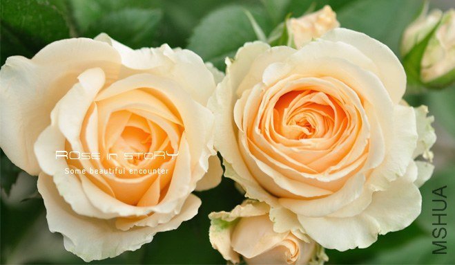Avalanche Peach����ѩɽ2.jpg
