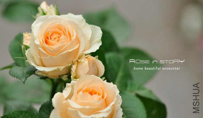 Avalanche Peach����ѩɽ3.jpg