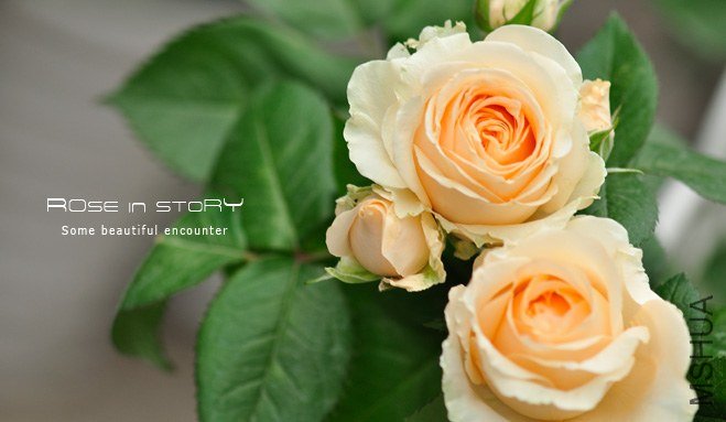 Avalanche Peach����ѩɽ4.jpg