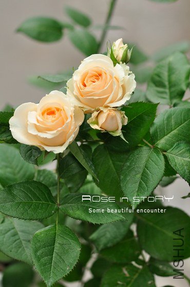 Avalanche Peach����ѩɽ5.jpg