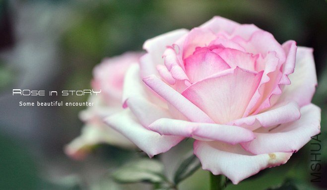 ���`�� ���ץƥ��ߥ��� ���� (2).jpg