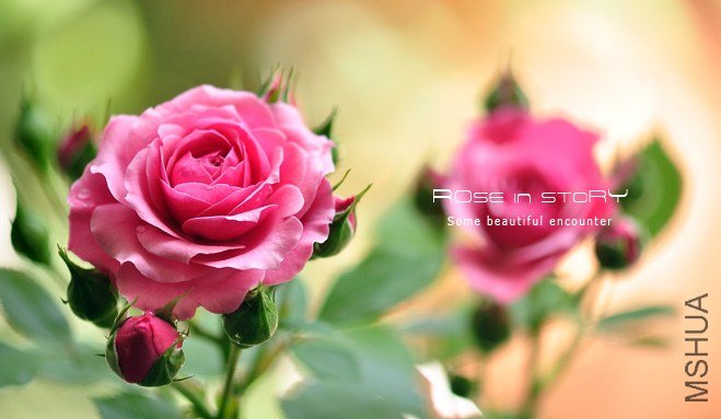 Pink babyflor.jpg